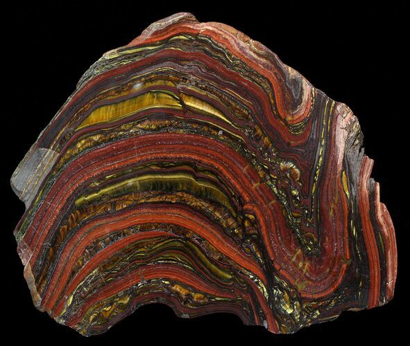 Polished Tiger Iron Stromatolite - ( Billion Years) #62774